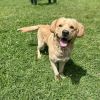 Doug