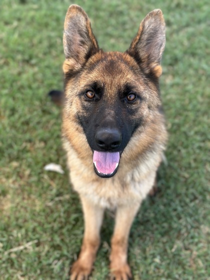 Echo