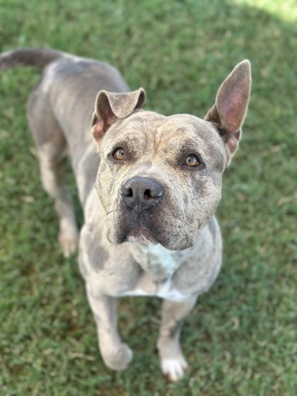 Lady Mae