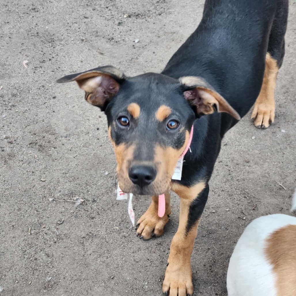 Rufus
