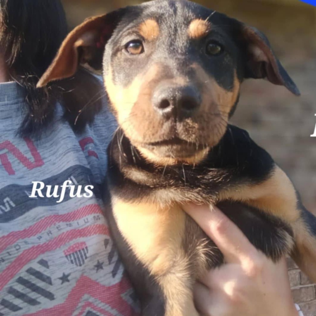 Rufus