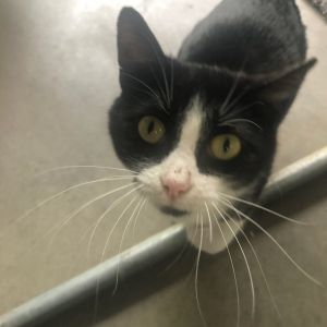 Deery, Adult Female Domestic Short Hair
