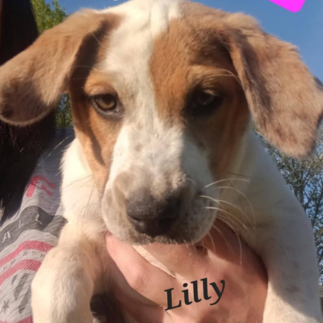 Lilly
