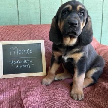Monica, an adoptable Bloodhound in Mount Shasta, CA, 96067 | Photo Image 1