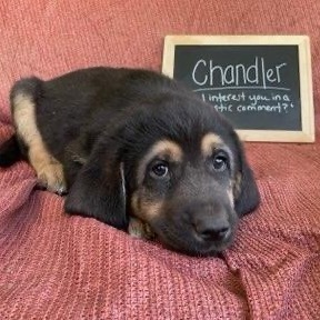 Chandler, an adoptable Bloodhound in Mount Shasta, CA, 96067 | Photo Image 1