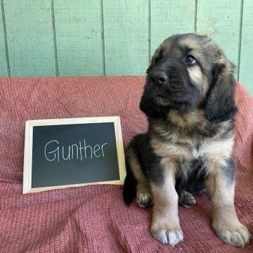 Gunther, an adoptable Bloodhound in Mount Shasta, CA, 96067 | Photo Image 1