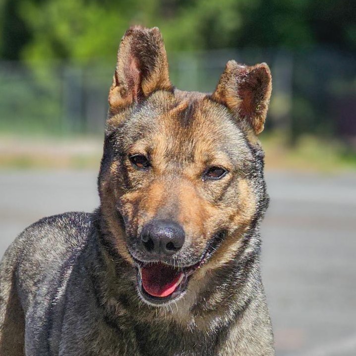 Notch, an adoptable Mixed Breed in Mount Shasta, CA, 96067 | Photo Image 1