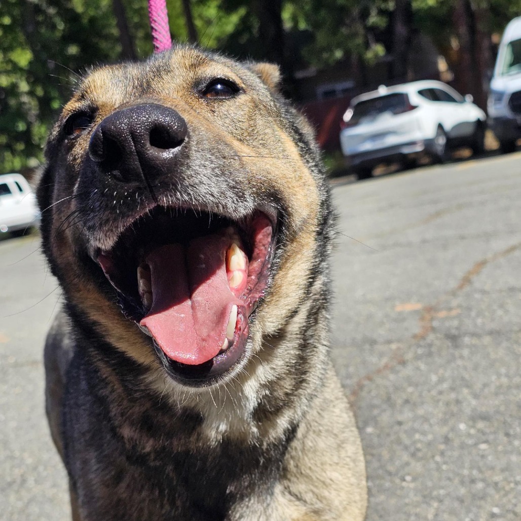 Notch, an adoptable Mixed Breed in Mount Shasta, CA, 96067 | Photo Image 2