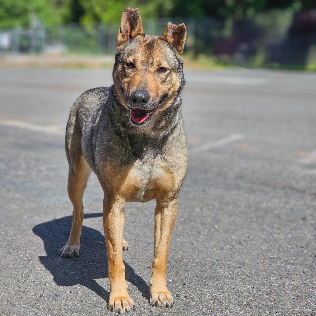 Notch, an adoptable Mixed Breed in Mount Shasta, CA, 96067 | Photo Image 3