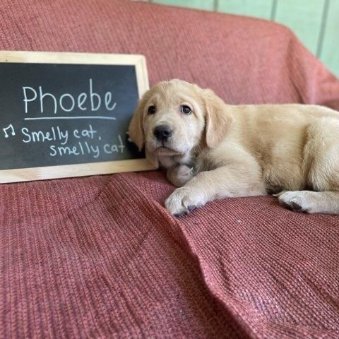 Phoebe, an adoptable Bloodhound in Mount Shasta, CA, 96067 | Photo Image 1