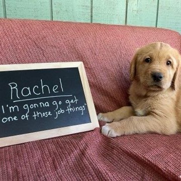 Rachel, an adoptable Bloodhound in Mount Shasta, CA, 96067 | Photo Image 1