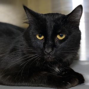 Luca, Adult Male Domestic Short Hair