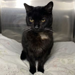 Artemis, Senior Female Domestic Short Hair