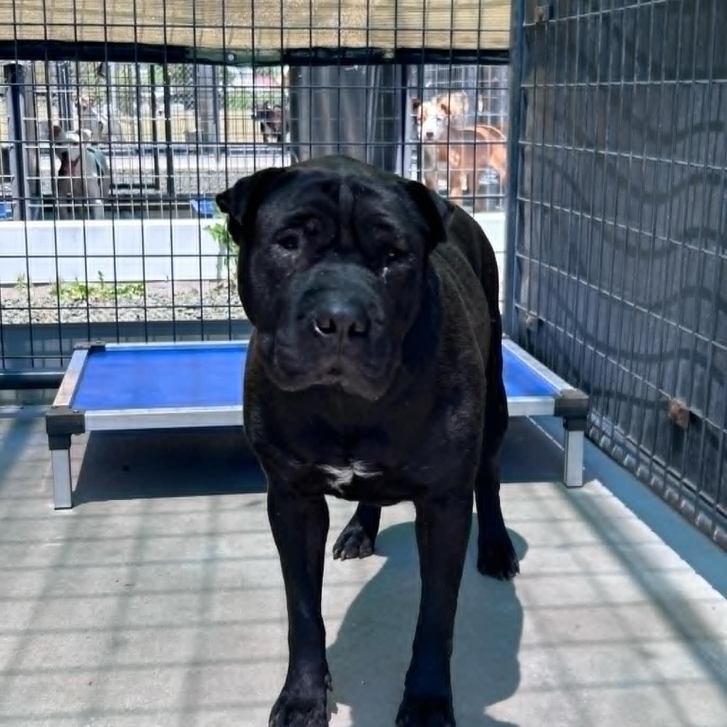 Zorra, an adoptable Shar-Pei in Garden City, KS, 67846 | Photo Image 1