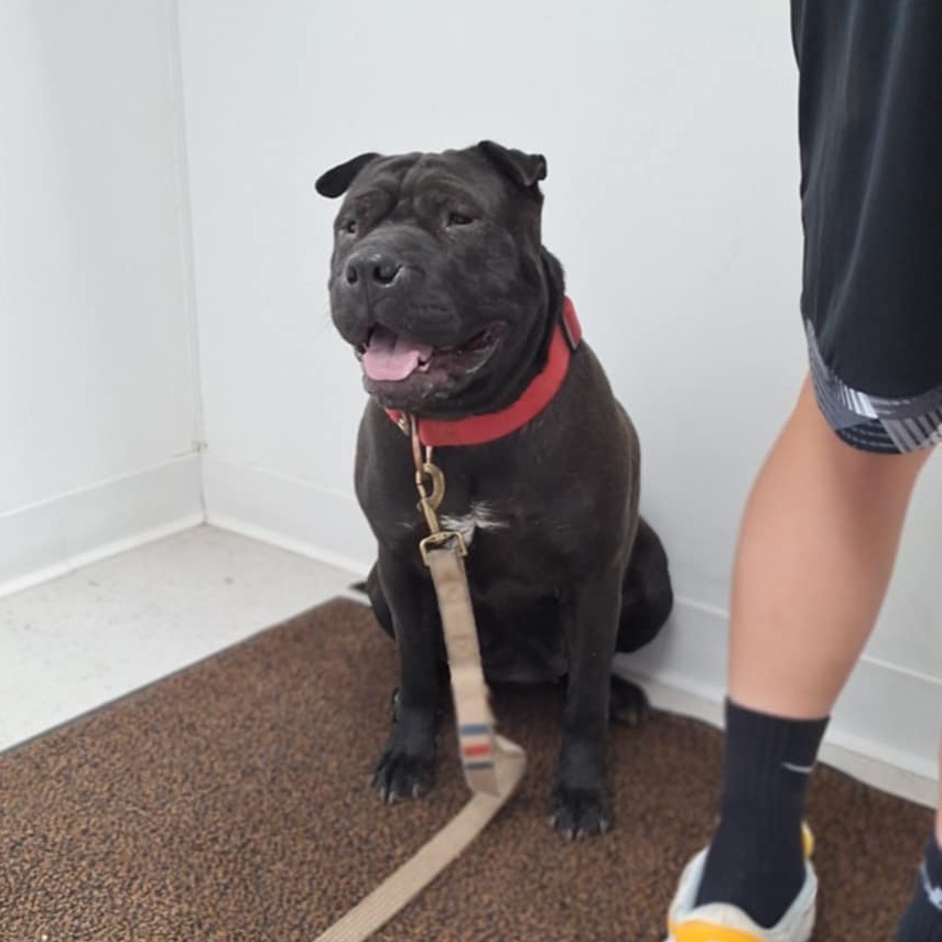 Zora, an adoptable Shar-Pei in Garden City, KS, 67846 | Photo Image 2