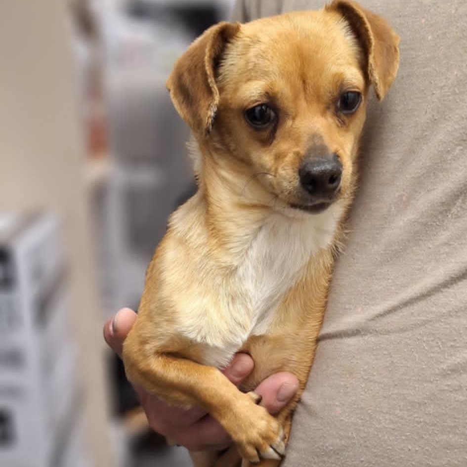 Blue Moon, an adoptable Chihuahua in Garden City, KS, 67846 | Photo Image 1
