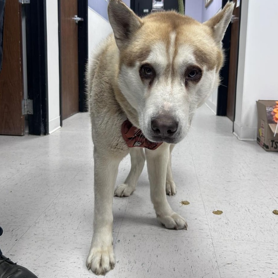 Typhoon, an adoptable Husky in Garden City, KS, 67846 | Photo Image 1