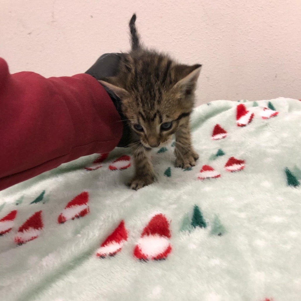 Kris, an adoptable Domestic Short Hair in Garden City, KS, 67846 | Photo Image 1