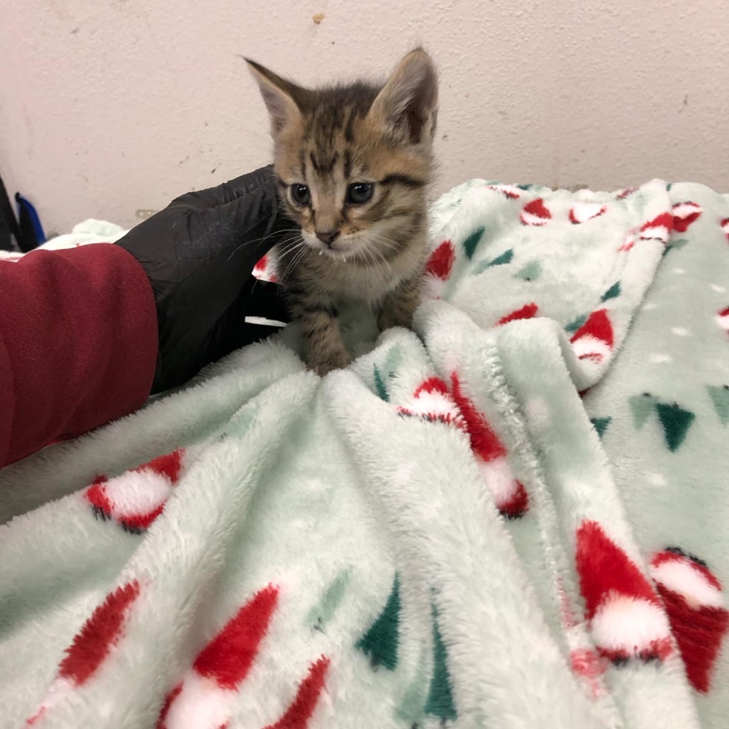 Kris, an adoptable Domestic Short Hair in Garden City, KS, 67846 | Photo Image 2
