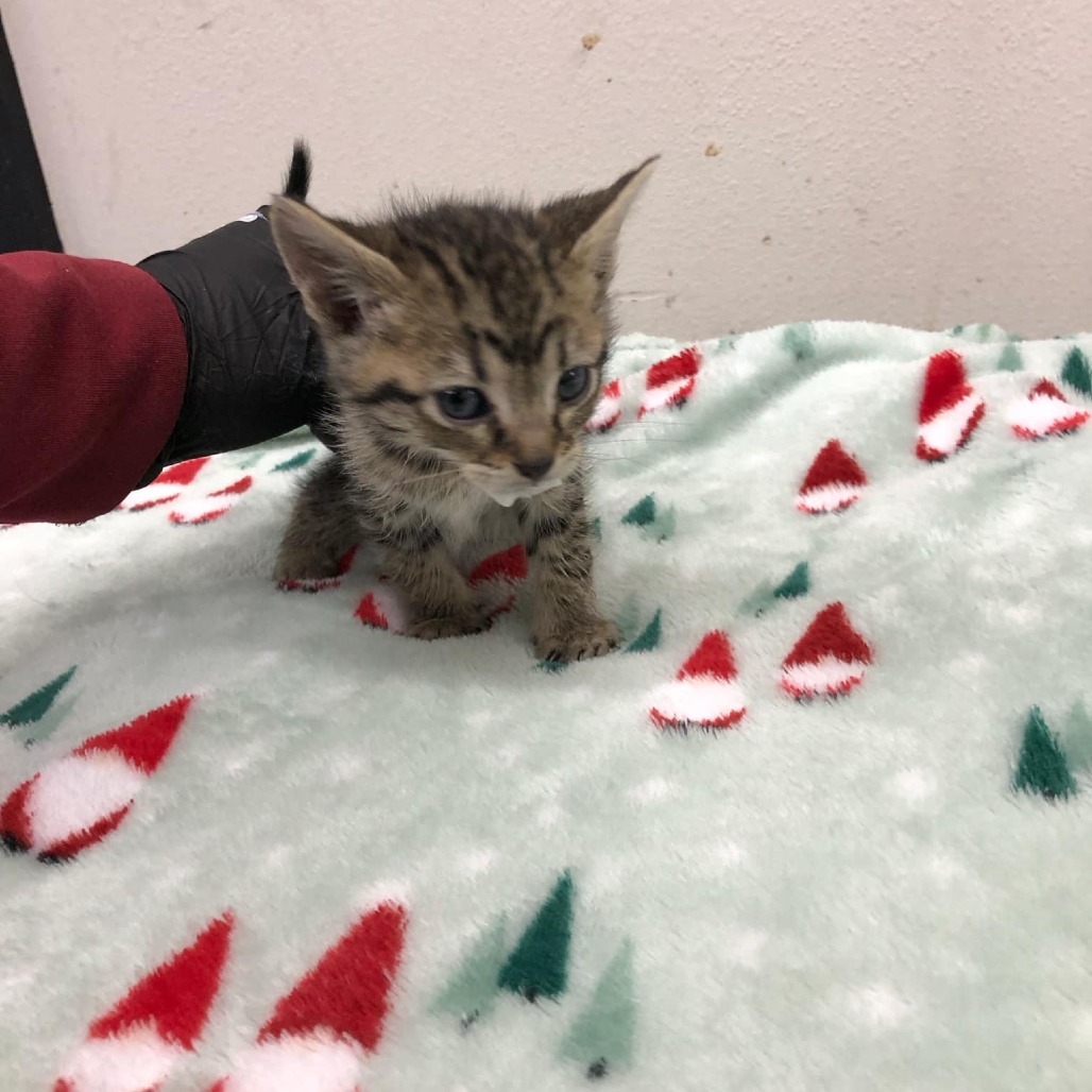 Kris, an adoptable Domestic Short Hair in Garden City, KS, 67846 | Photo Image 3