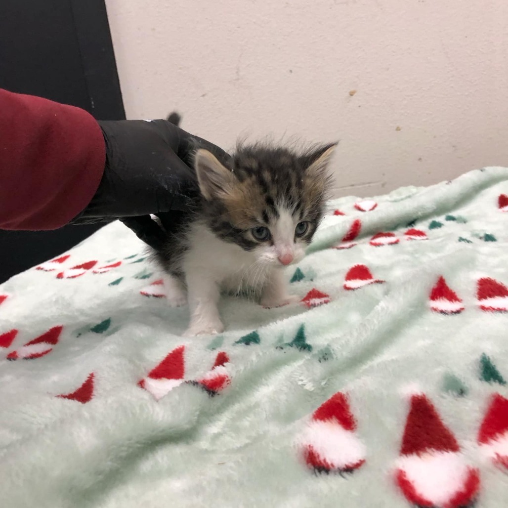 Kris, an adoptable Domestic Short Hair in Garden City, KS, 67846 | Photo Image 4
