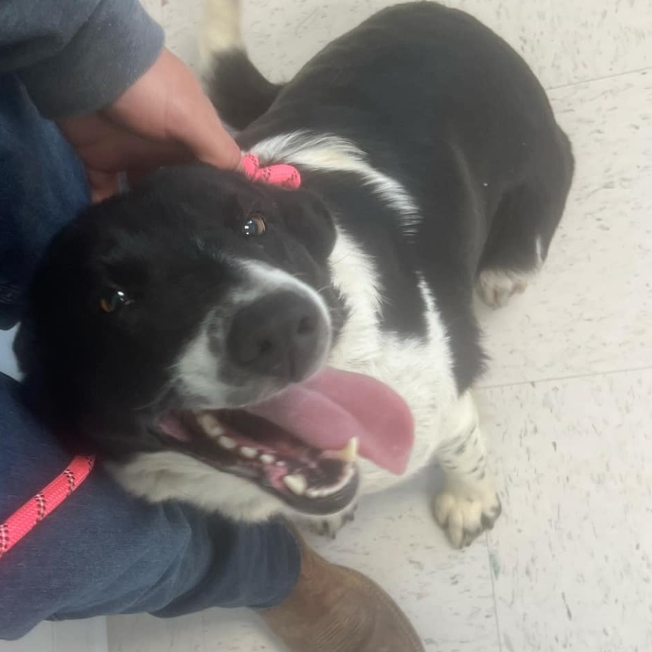 Deja, an adoptable Border Collie in Garden City, KS, 67846 | Photo Image 4