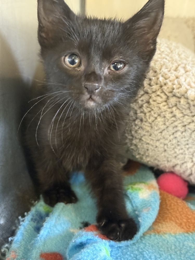 Sushi 23C-0123, an adoptable Domestic Short Hair in Corinth, MS, 38834 | Photo Image 1