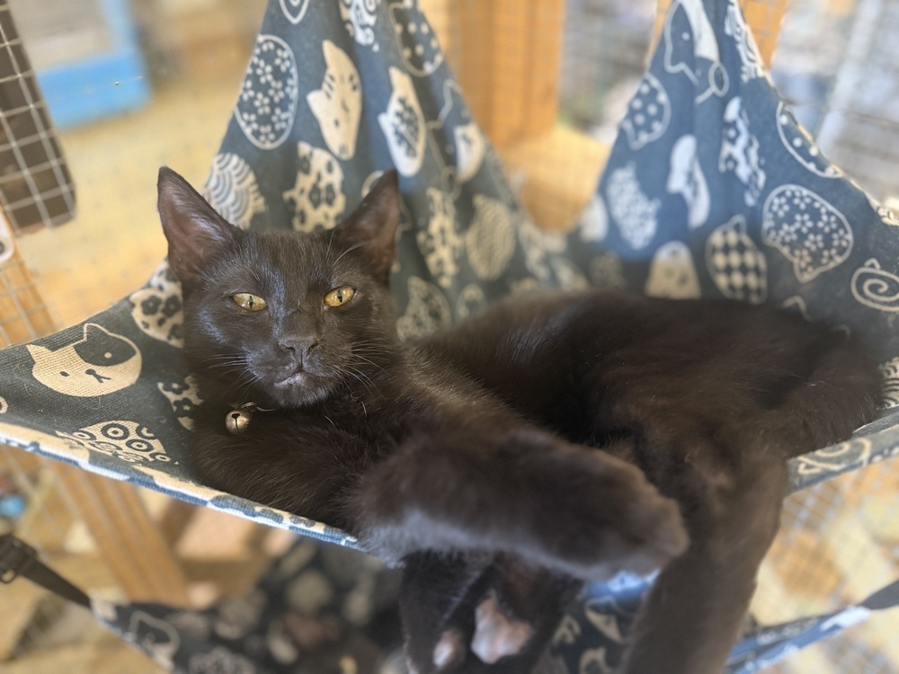 Sushi 23C-0123, an adoptable Domestic Short Hair in Corinth, MS, 38834 | Photo Image 1