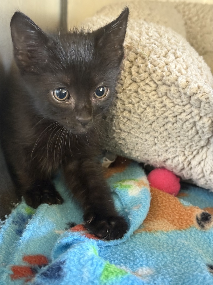 Sushi 23C-0123, an adoptable Domestic Short Hair in Corinth, MS, 38834 | Photo Image 2