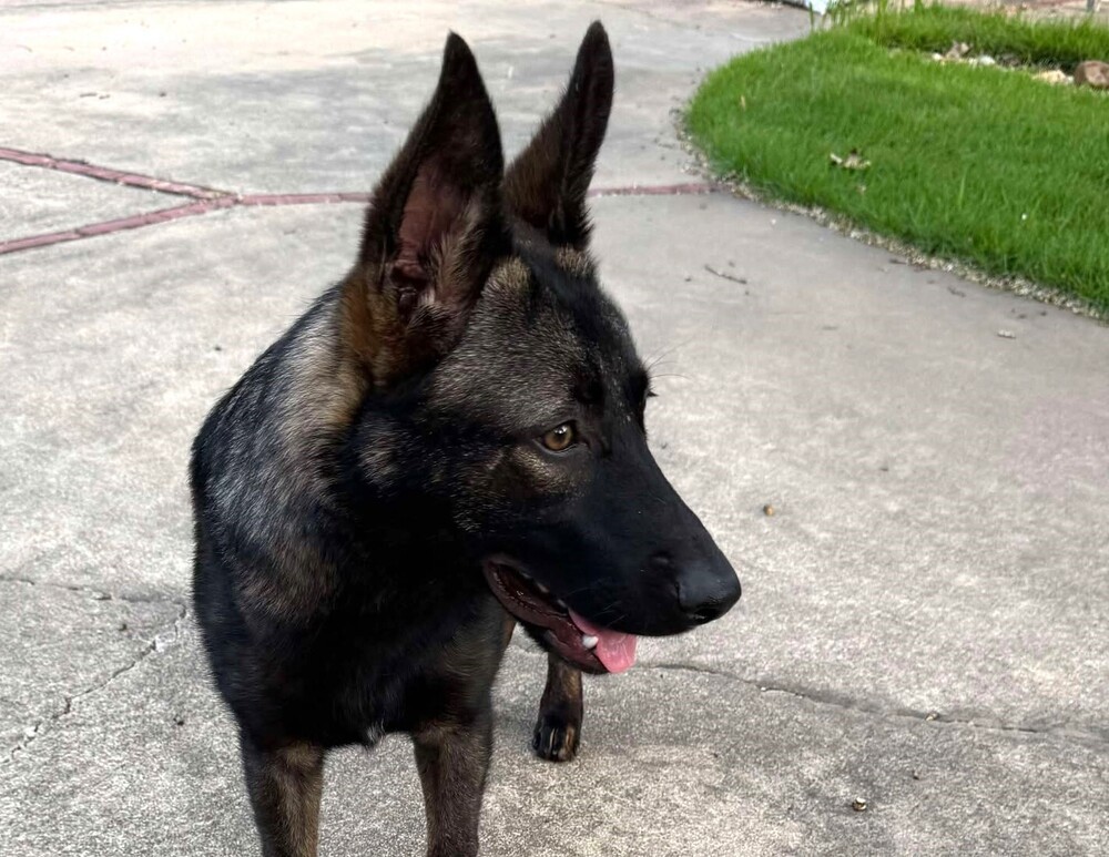 Penelope - Located in TX