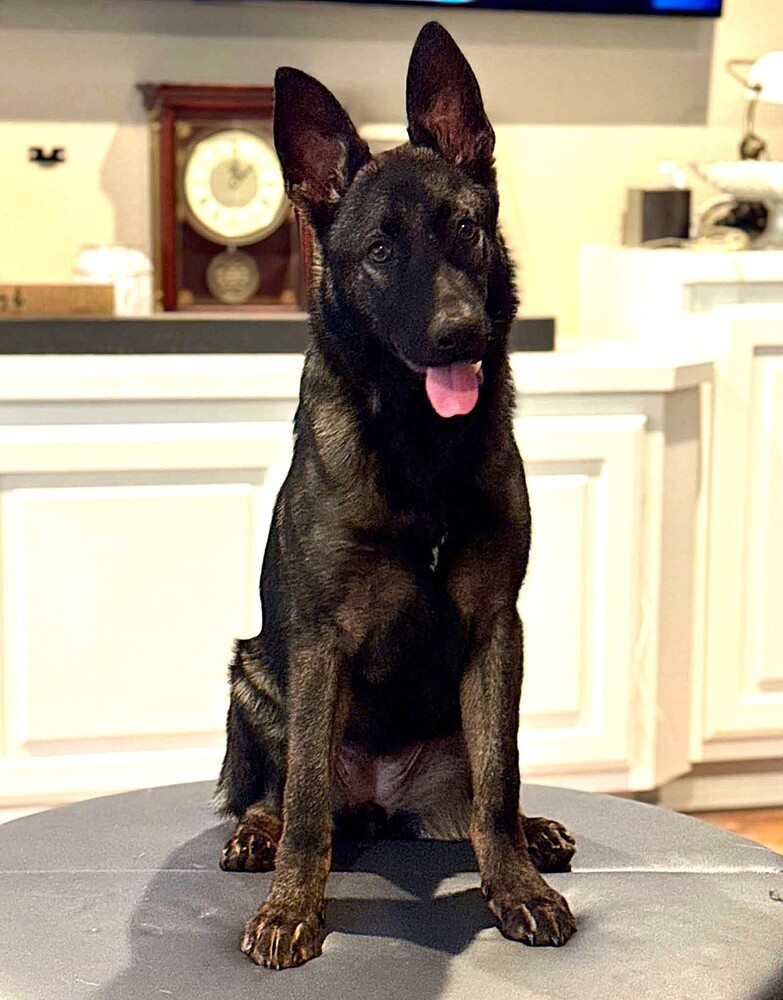 Penelope - Located in TX