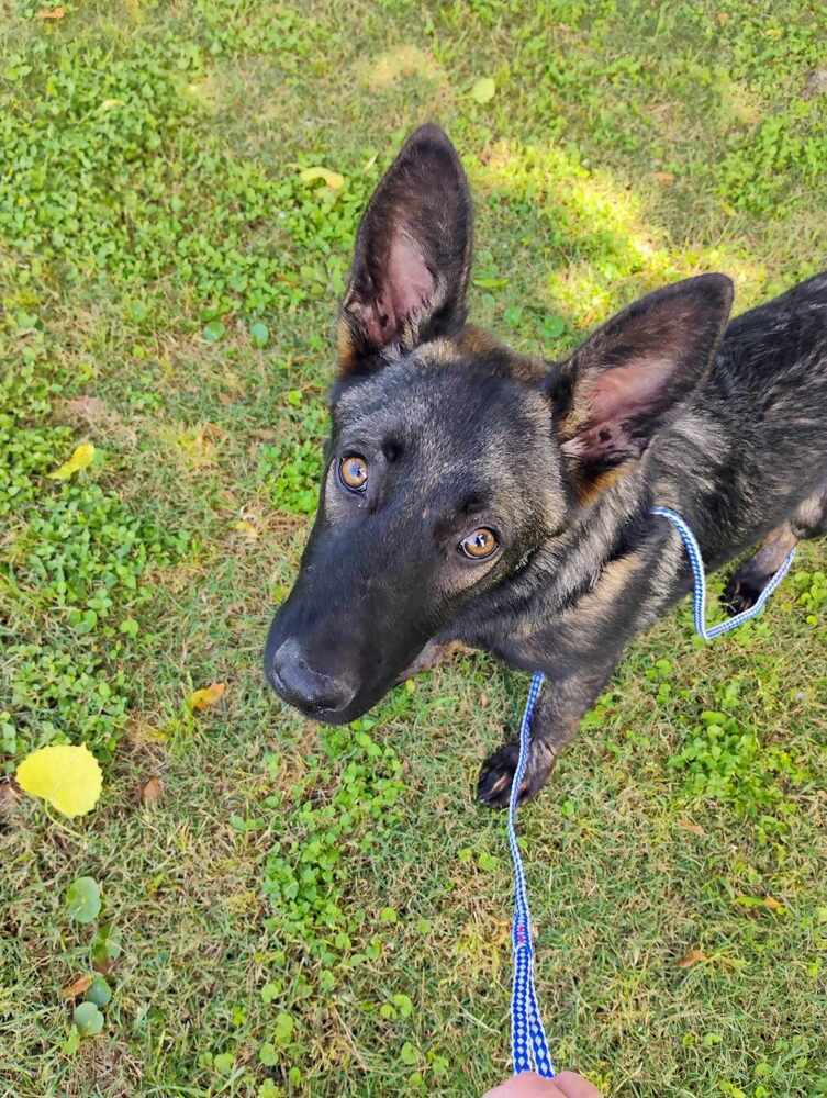 Penelope - Located in TX