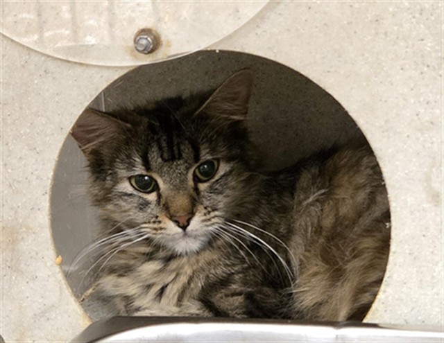 AMETHYST, an adoptable Domestic Short Hair in Casper, WY, 82601 | Photo Image 1