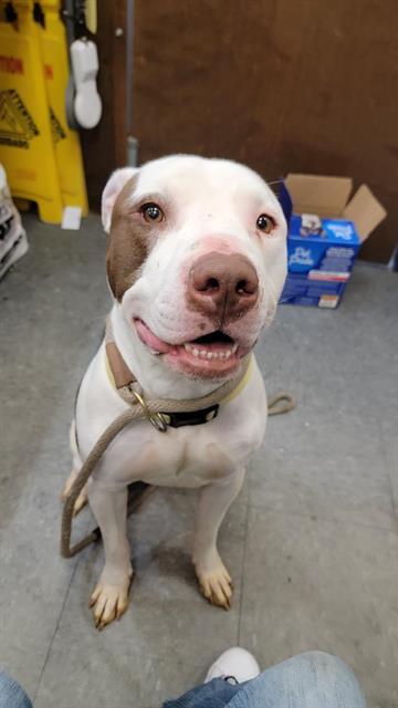 COOPER, an adoptable Pit Bull Terrier in Casper, WY, 82601 | Photo Image 1