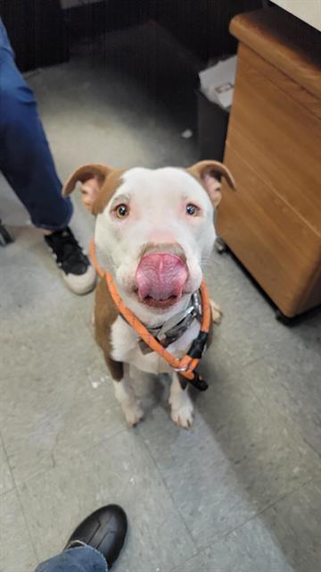 MILO, an adoptable Pit Bull Terrier in Casper, WY, 82601 | Photo Image 1