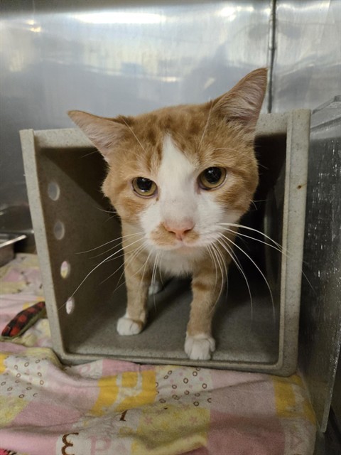 MIKE, an adoptable Domestic Short Hair in Casper, WY, 82601 | Photo Image 1
