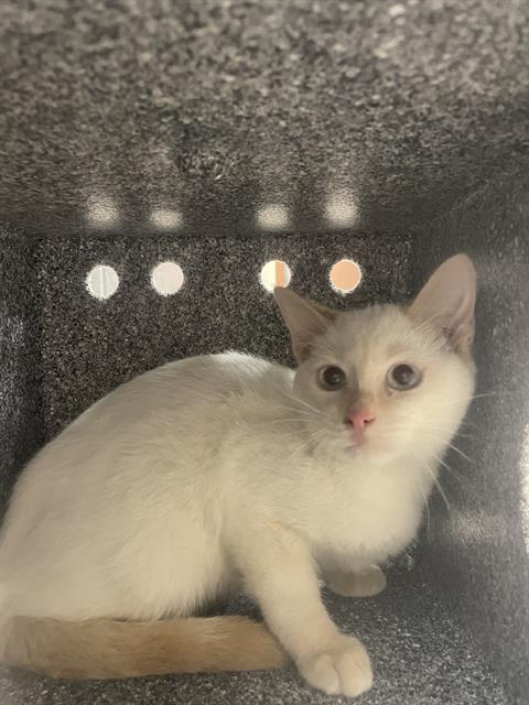 TIMMY, an adoptable Domestic Short Hair in Casper, WY, 82601 | Photo Image 1