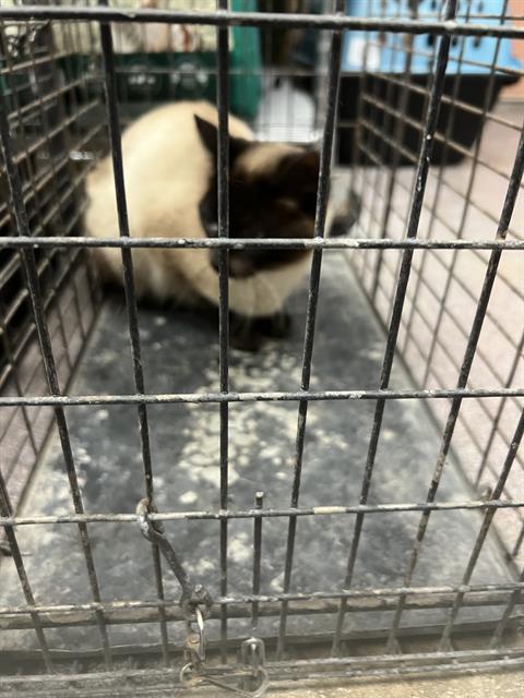A118926, an adoptable Siamese, Domestic Short Hair in Casper, WY, 82601 | Photo Image 1