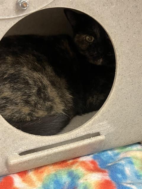 WANDA, an adoptable Domestic Medium Hair in Casper, WY, 82601 | Photo Image 1