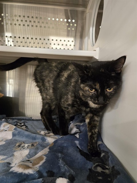 WANDA, an adoptable Domestic Medium Hair in Casper, WY, 82601 | Photo Image 1