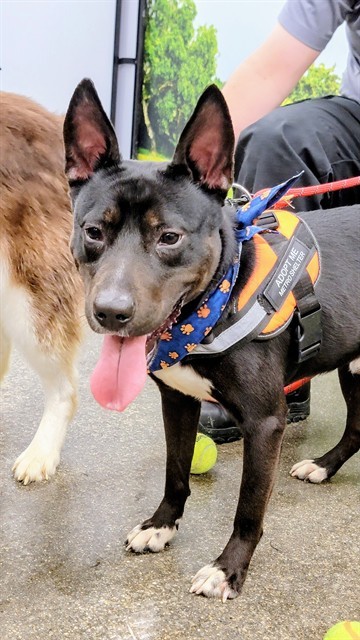 SNOOP, an adoptable Pit Bull Terrier, Mixed Breed in Casper, WY, 82601 | Photo Image 1