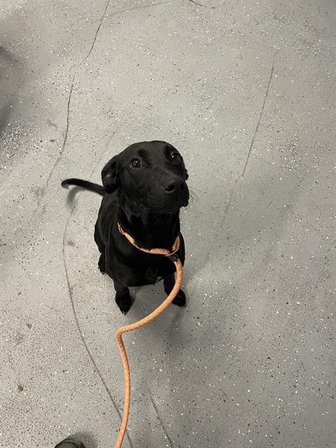 WEDNESDAY, an adoptable Labrador Retriever in Casper, WY, 82601 | Photo Image 1