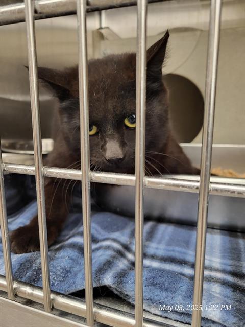 A119008, an adoptable Domestic Short Hair in Casper, WY, 82601 | Photo Image 1