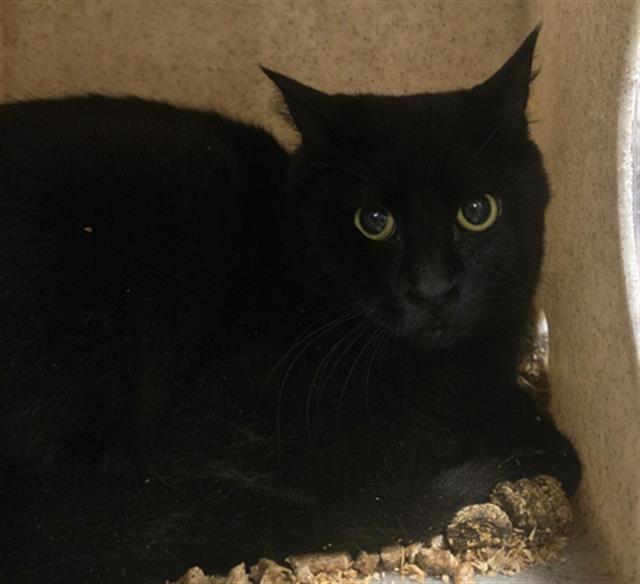 GARNET, an adoptable Domestic Short Hair in Casper, WY, 82601 | Photo Image 1