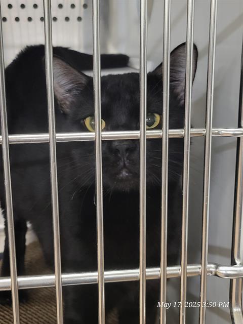 SULLY, an adoptable Domestic Short Hair in Casper, WY, 82601 | Photo Image 1