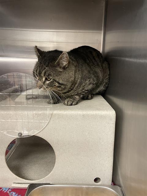 A118978, an adoptable Manx in Casper, WY, 82601 | Photo Image 1