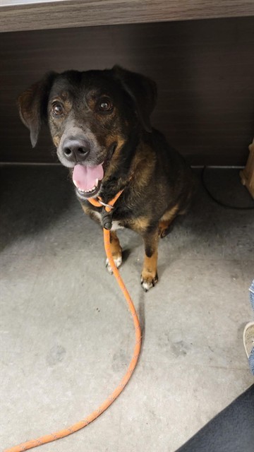 JUNIPER, an adoptable Pointer, Mixed Breed in Casper, WY, 82601 | Photo Image 1