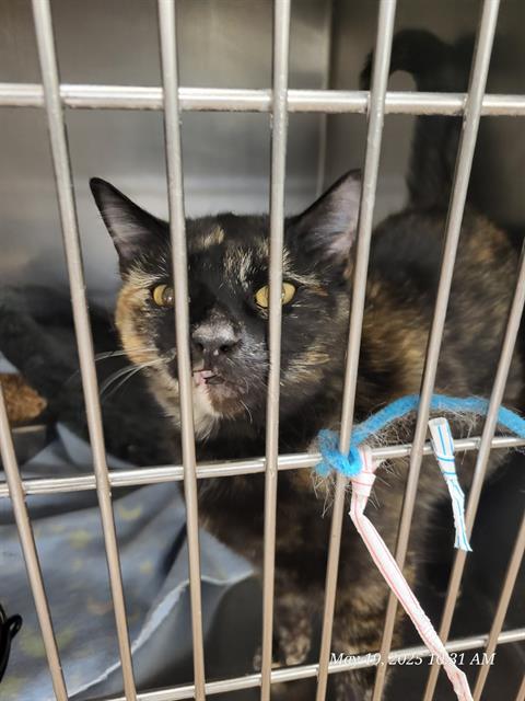 YZMA, an adoptable Domestic Short Hair in Casper, WY, 82601 | Photo Image 1