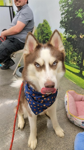 SKUNK, an adoptable Siberian Husky in Casper, WY, 82601 | Photo Image 1