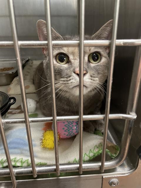 MAVIS, an adoptable Domestic Medium Hair in Casper, WY, 82601 | Photo Image 1